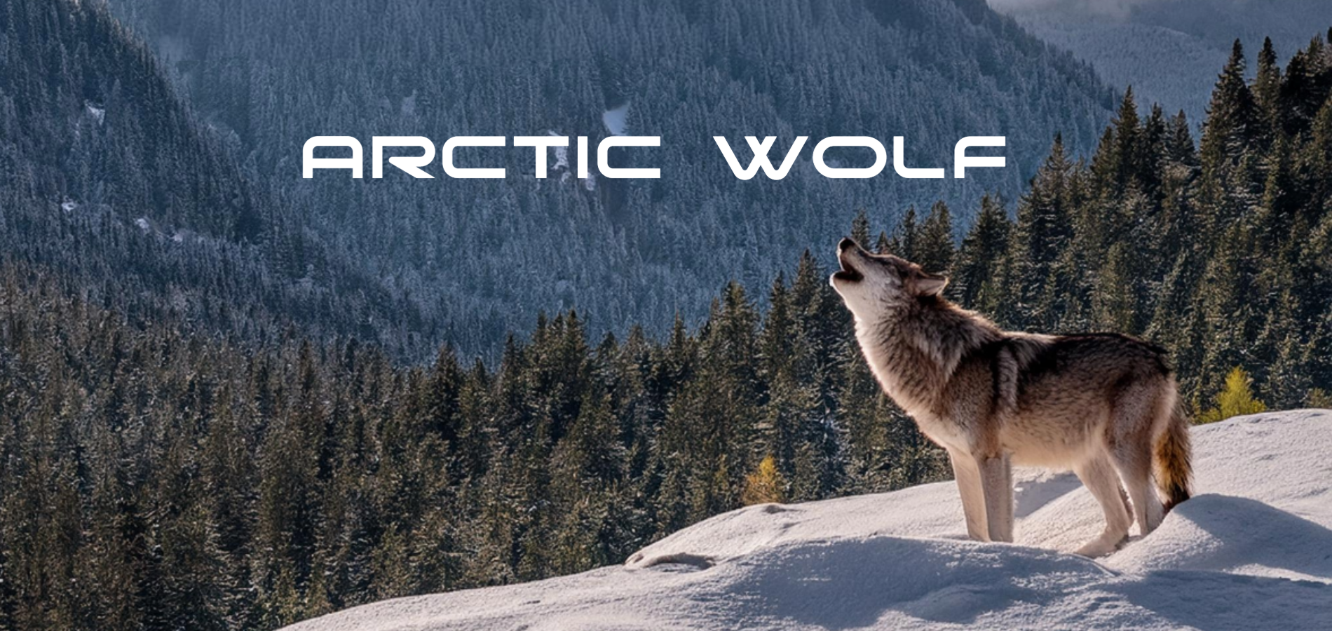 Arctic Wolf RVs